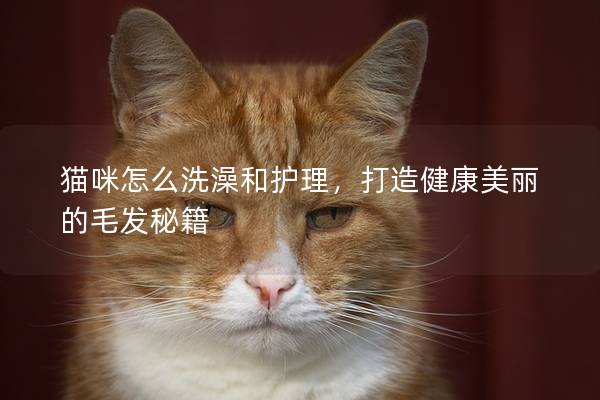 貓咪怎么洗澡和護理，打造健康美麗的毛發(fā)秘籍