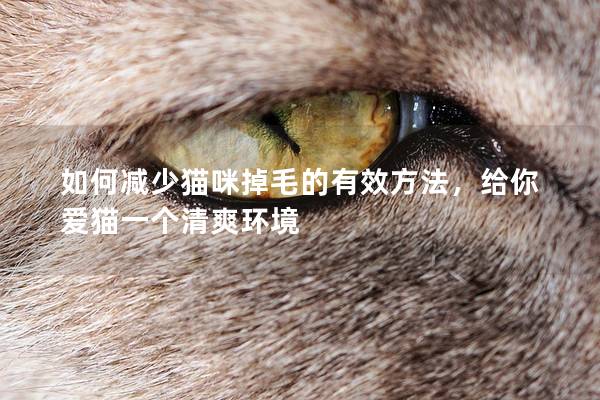 如何減少貓咪掉毛的有效方法，給你愛貓一個清爽環境