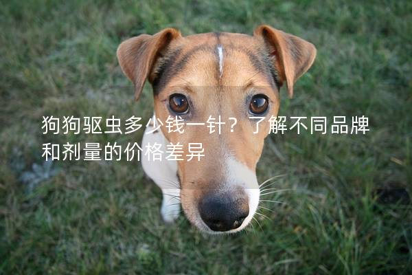 狗狗驅(qū)蟲多少錢一針？了解不同品牌和劑量的價格差異