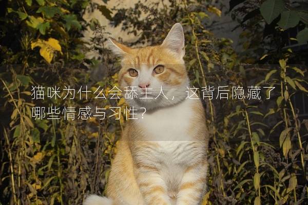 貓咪為什么會(huì)舔主人，這背后隱藏了哪些情感與習(xí)性？