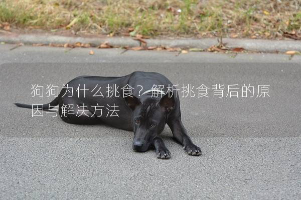 狗狗為什么挑食？解析挑食背后的原因與解決方法