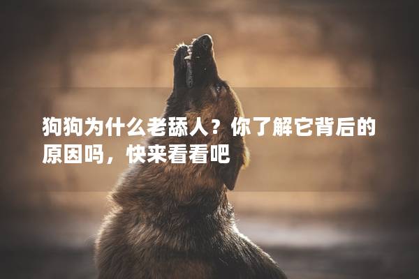 狗狗為什么老舔人？你了解它背后的原因嗎，快來看看吧