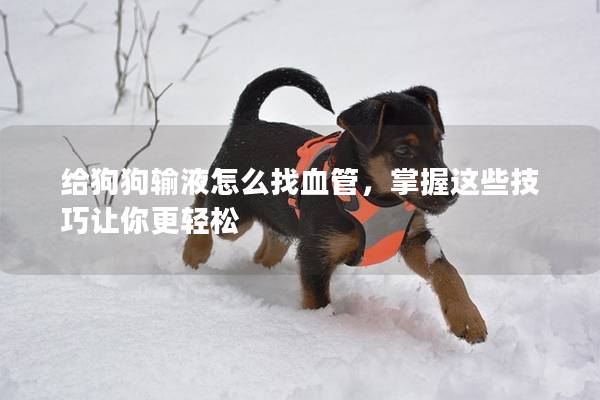 給狗狗輸液怎么找血管，掌握這些技巧讓你更輕松