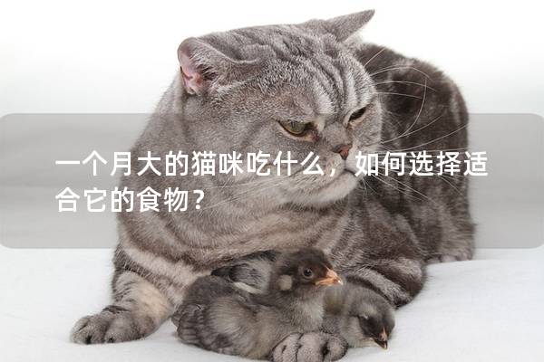 一個月大的貓咪吃什么，如何選擇適合它的食物？