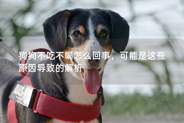 狗狗不吃不喝怎么回事，可能是這些原因導致的解析