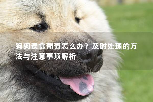 狗狗誤食葡萄怎么辦?及時處理的方法與注意事項解析 狗狗誤食葡萄怎么辦?及時處理的方法與注意事項解析