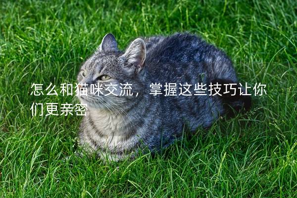 怎么和貓咪交流，掌握這些技巧讓你們更親密