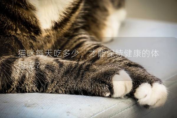 貓咪每天吃多少，才能保持健康的體重呢？
