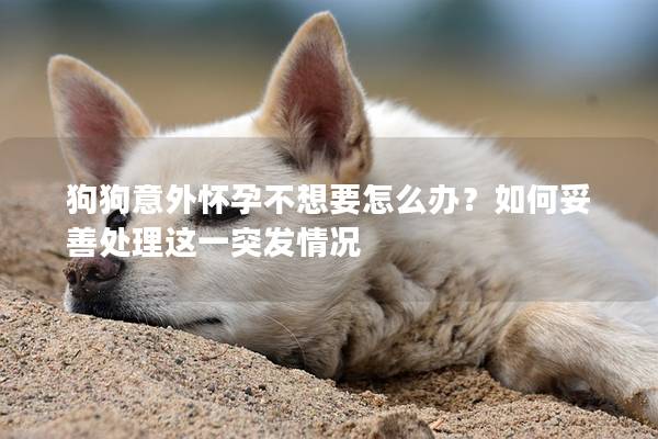 狗狗意外懷孕不想要怎么辦？如何妥善處理這一突發情況