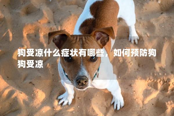 狗受涼什么癥狀有哪些，如何預(yù)防狗狗受涼