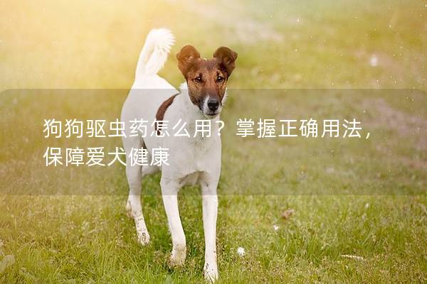 狗狗驅蟲藥怎么用？掌握正確用法，保障愛犬健康