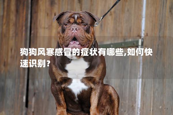 狗狗風寒感冒的癥狀有哪些,如何快速識別? 狗狗風寒感冒的癥狀有哪些,如何快速識別?