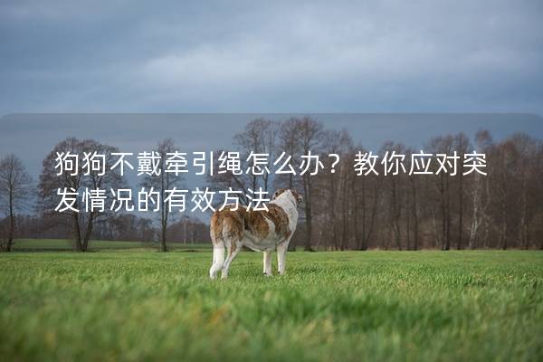 狗狗不戴牽引繩怎么辦?教你應對突發情況的有效方法 狗狗不戴牽引繩怎么辦?教你應對突發情況的有效方法