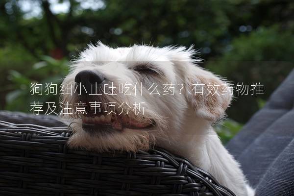 狗狗細(xì)小止吐吃什么藥？有效藥物推薦及注意事項(xiàng)分析