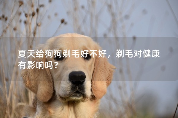 夏天給狗狗剃毛好不好，剃毛對健康有影響嗎？
