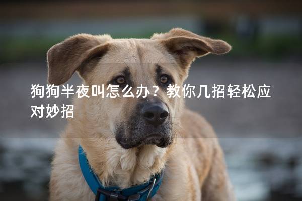 狗狗半夜叫怎么辦？教你幾招輕松應(yīng)對妙招