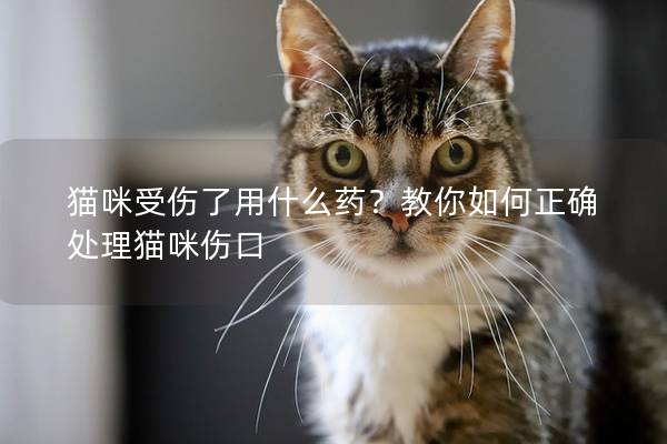 貓咪受傷了用什么藥？教你如何正確處理貓咪傷口