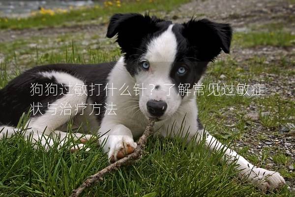 狗狗過敏打什么針？了解常見過敏癥狀與治療方法