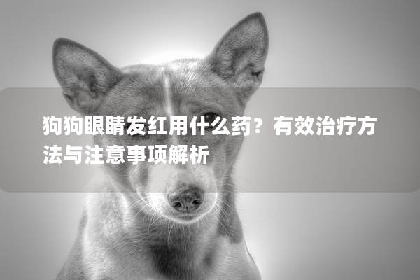 狗狗眼睛發(fā)紅用什么藥？有效治療方法與注意事項(xiàng)解析