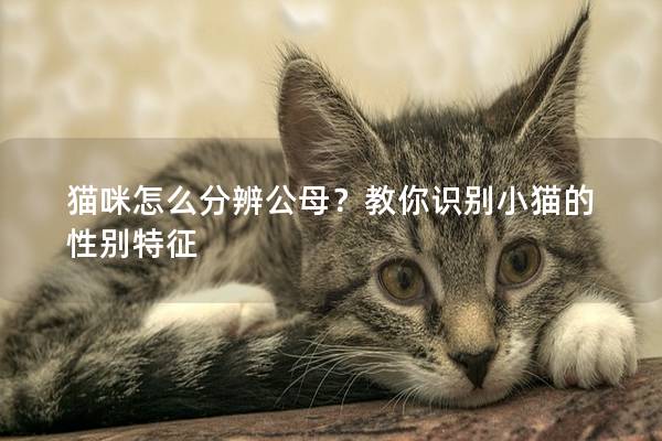 貓咪怎么分辨公母?教你識別小貓的性別特征 貓咪怎么分辨公母?教你識別小貓的性別特征