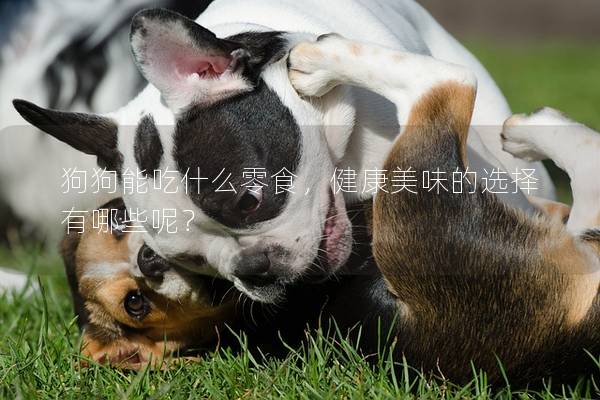 狗狗能吃什么零食，健康美味的選擇有哪些呢？