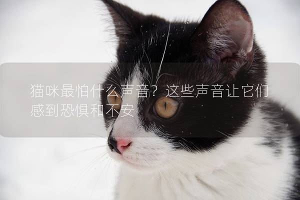 貓咪最怕什么聲音？這些聲音讓它們感到恐懼和不安