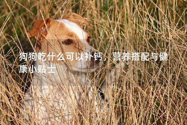狗狗吃什么可以補(bǔ)鈣，營(yíng)養(yǎng)搭配與健康小貼士