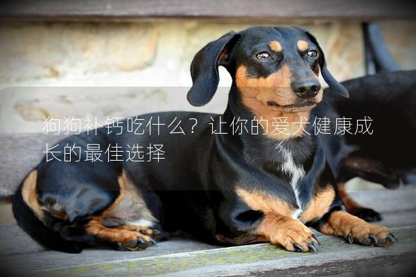 狗狗補鈣吃什么？讓你的愛犬健康成長的最佳選擇