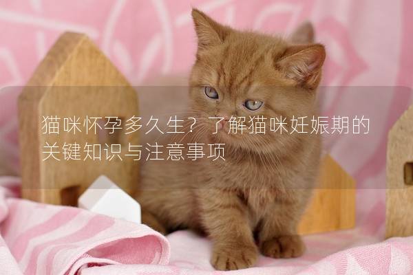 貓咪懷孕多久生？了解貓咪妊娠期的關鍵知識與注意事項
