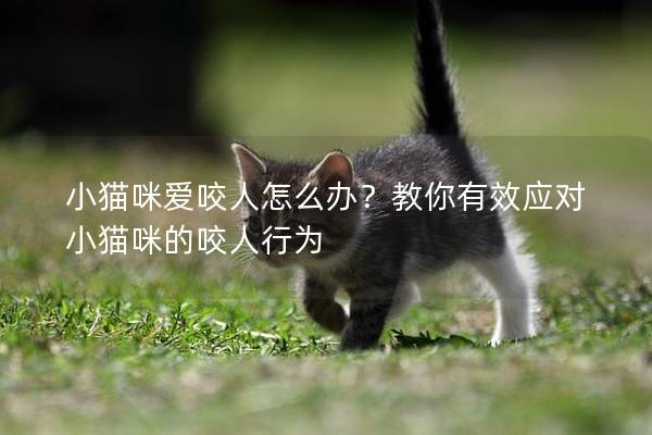 小貓咪愛咬人怎么辦？教你有效應對小貓咪的咬人行為