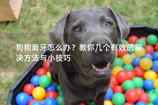 狗狗磨牙怎么辦？教你幾個有效的解決方法與小技巧