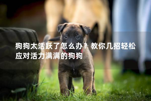 狗狗太活躍了怎么辦？教你幾招輕松應對活力滿滿的狗狗