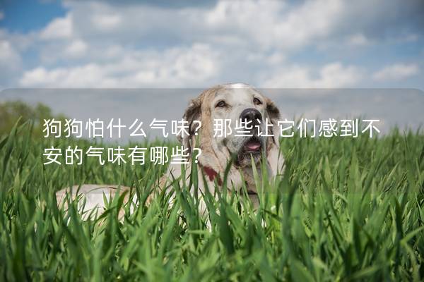狗狗怕什么氣味？那些讓它們感到不安的氣味有哪些？