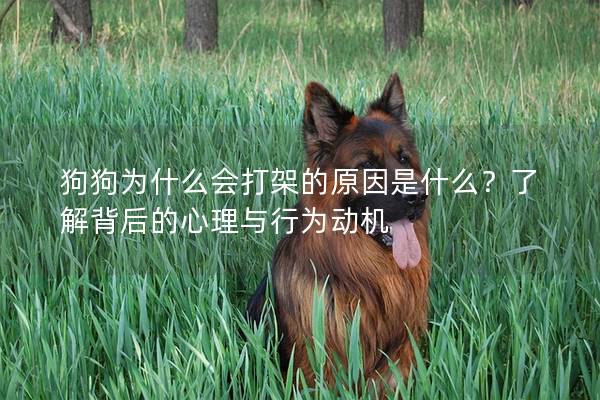 狗狗為什么會打架的原因是什么？了解背后的心理與行為動機