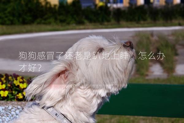 狗狗感冒了還老是趴地上睡,怎么辦才好? 狗狗感冒了還老是趴地上睡,怎么辦才好?