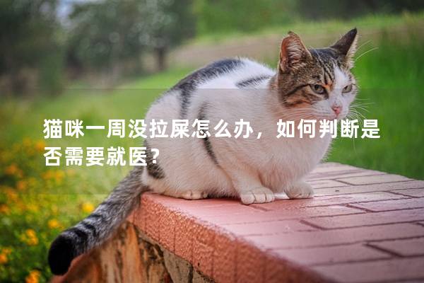 貓咪一周沒拉屎怎么辦，如何判斷是否需要就醫？