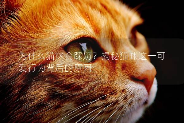 為什么貓咪會踩奶？揭秘貓咪這一可愛行為背后的原因