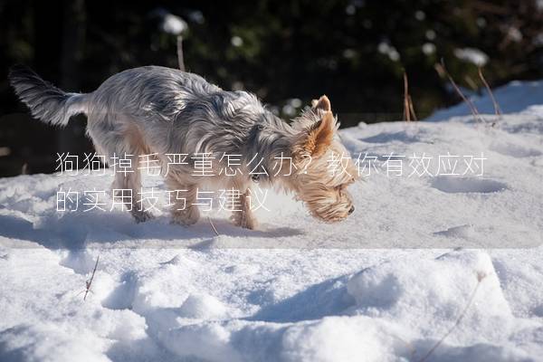 狗狗掉毛嚴重怎么辦？教你有效應對的實用技巧與建議
