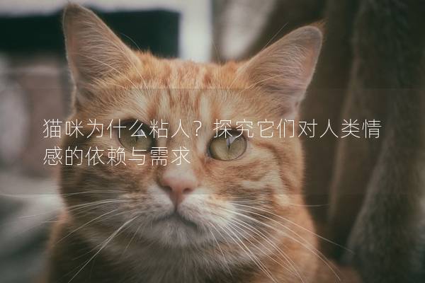 貓咪為什么粘人？探究它們對人類情感的依賴與需求