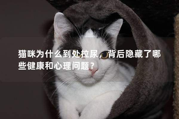 貓咪為什么到處拉尿，背后隱藏了哪些健康和心理問題？
