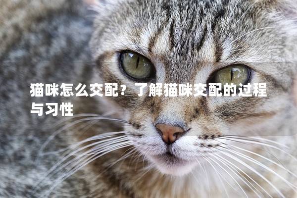 貓咪怎么交配？了解貓咪交配的過程與習性