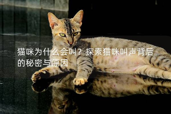 貓咪為什么會叫？探索貓咪叫聲背后的秘密與原因