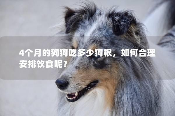 4個月的狗狗吃多少狗糧,如何合理安排飲食呢? 4個月的狗狗吃多少狗糧,如何合理安排飲食呢?