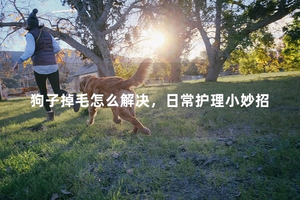 狗子掉毛怎么解決，日常護理小妙招