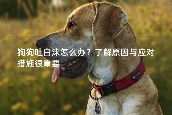 狗狗吐白沫怎么辦？了解原因與應(yīng)對(duì)措施很重要