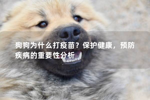 狗狗為什么打疫苗？保護(hù)健康，預(yù)防疾病的重要性分析