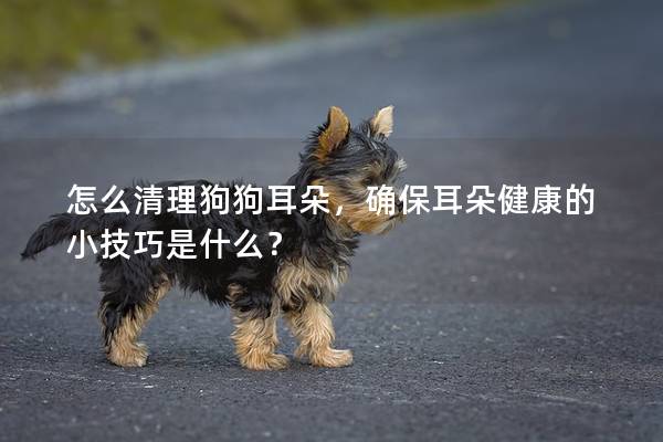 怎么清理狗狗耳朵，確保耳朵健康的小技巧是什么？