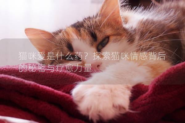 貓咪愛是什么藥？探索貓咪情感背后的秘密與療愈力量