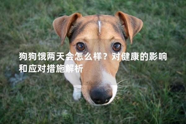 狗狗餓兩天會怎么樣？對健康的影響和應對措施解析