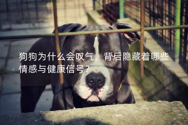 狗狗為什么會嘆氣，背后隱藏著哪些情感與健康信號？